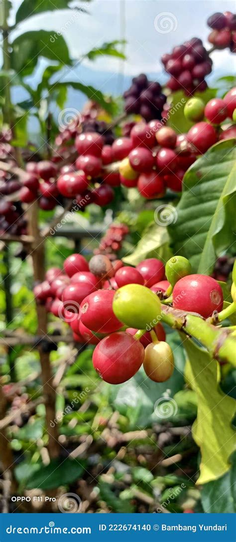 Indonesian coffee bean stock photo. Image of blossom - 222674140