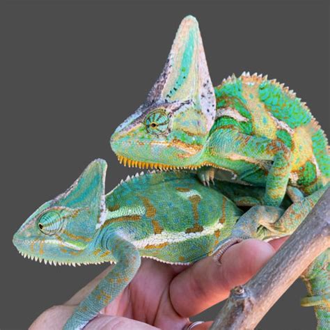 Veiled Chameleon Care - Chameleon Academy