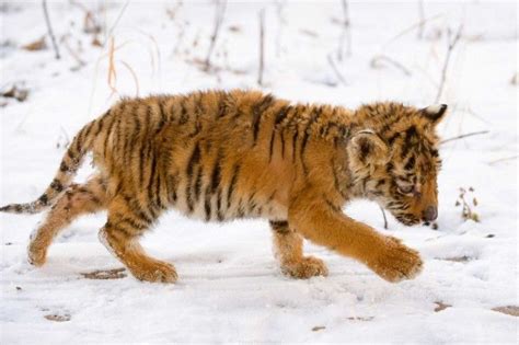 61 best images about orange tiger cubs on Pinterest