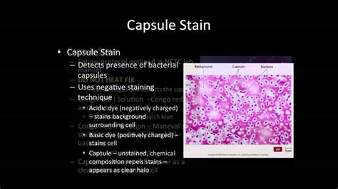 Capsule Stain - YouTube