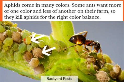 Aphid-Eating Ants: Are They Real Or Not? - Backyard Pests