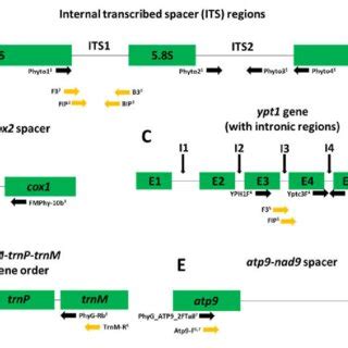 Visualization of intergenic regions used for diagnostic assays of ...