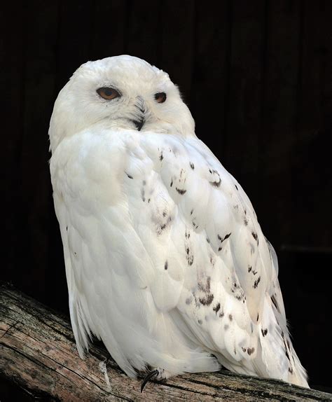 Snowy owl - Wikipedia