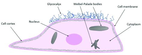 Endothelial cell structure. | Download Scientific Diagram