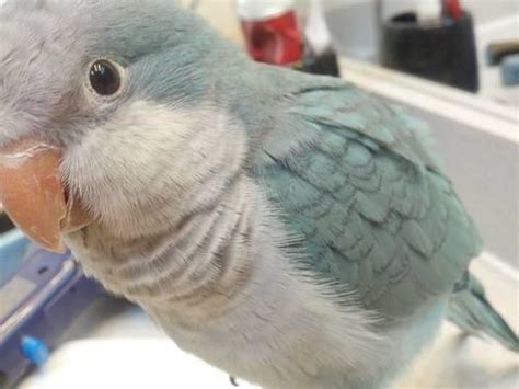 Blue Quaker Parrot for rehoming with Cage! for Sale in Perrysburg, Ohio ...