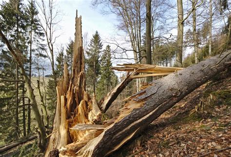 Baum Gebrochen Durch Sturm Mit Zersplittertem Stamm Stockbild - Bild ...