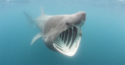 Tiburones - Vista al Mar