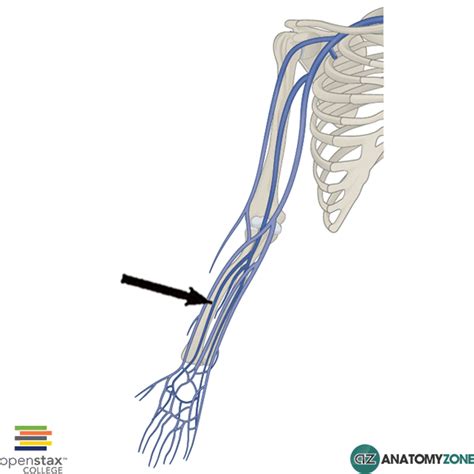 Radial Vein - AnatomyZone