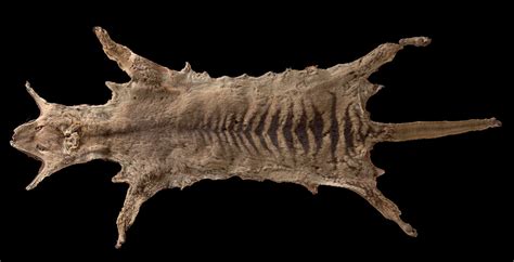 Rare thylacine skin joins National Museum of Australia’s collection ...