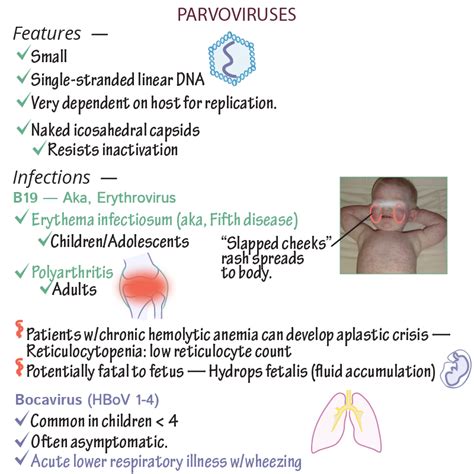 Immunology/Microbiology Glossary: Parvovirus B19 (Erythrovirus) | Draw ...