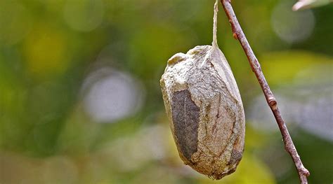 Polyphemus Moth Cocoons | South Carolina Public Radio