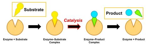 Enzyme Catalysis - Surface Chemistry - Physical Chemistry - Chemistry ...