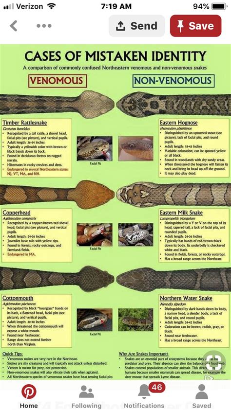 Pin by Sue McClung on Information | Milk snake, Snake venom, Facial pics