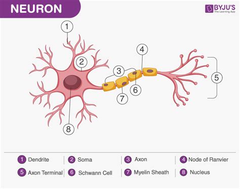 A Labelled Diagram Of Neuron with Detailed Explanations