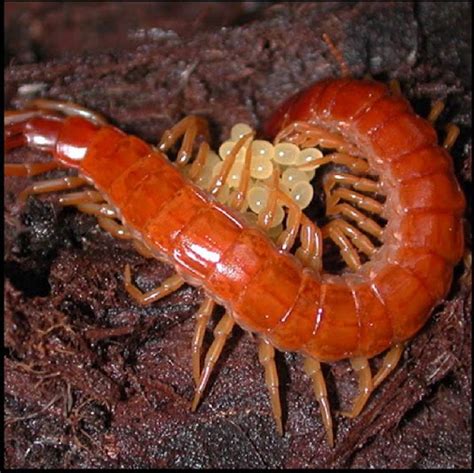 What is an Arthropod - Characteristics and examples of arthropods