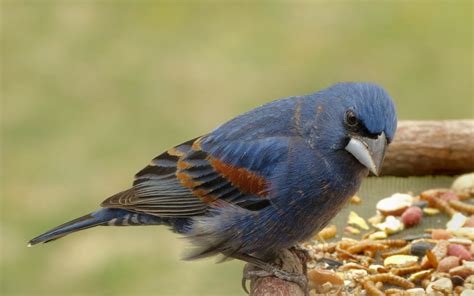 Male Blue Grosbeak - FeederWatch