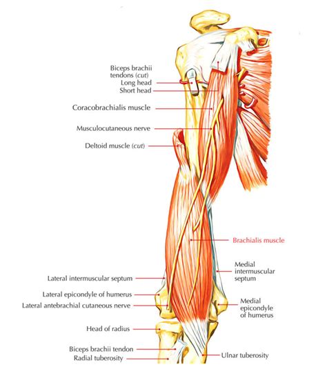 Brachialis Muscle – Earth's Lab