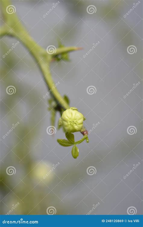 Trifoliate orange stock image. Image of leaf, flower - 248120869