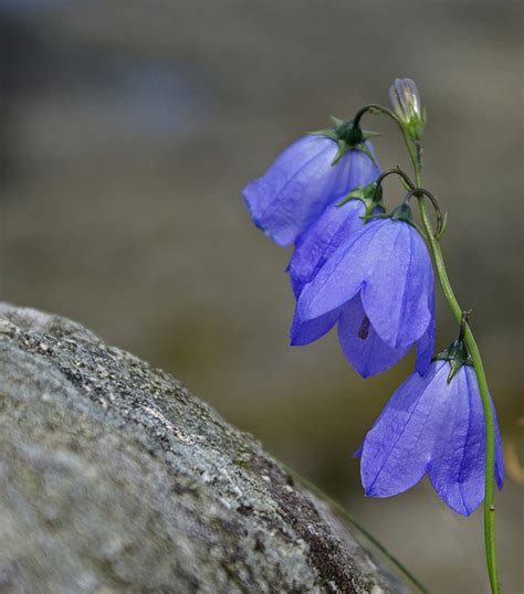 English Bluebells | HubPages