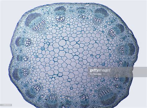 Diagram of Lab 2 - Herbaceous Stem Cross-section | Quizlet