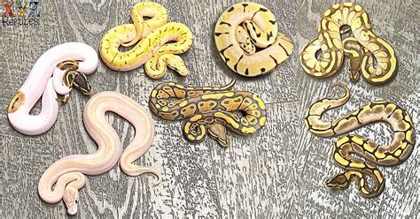 Ball Python Morphs Guide