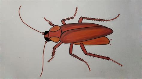 How To Draw Cockroach - Longfamily26