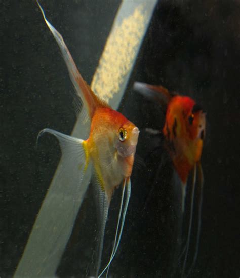 Angelfish Breeding Pair #2304 for sale – Angels Plus