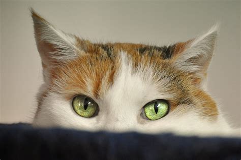 Top Eye Problems for Cats