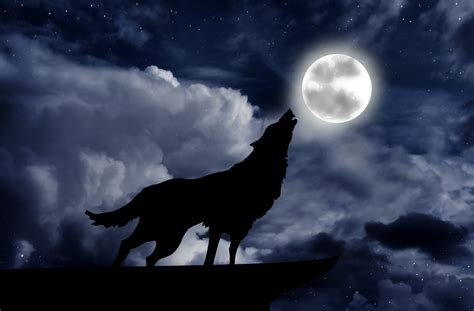 Wolf howling at the full moon - Nocturnal Lives