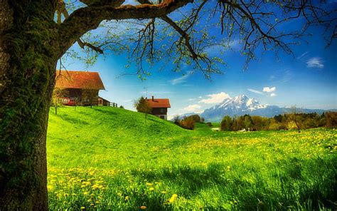 HD wallpaper: Blackface Sheep In Barn Meadow, house, green grass ...