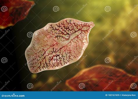 Fasciola Hepatica, or Liver Fluke Stock Illustration - Illustration of ...