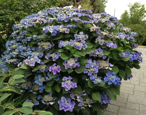 Kennydalegardener: Blue lace cap hydrangea