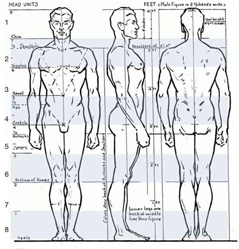 Male Anatomy Diagram Art : 20 Best Pose Apps For Artists On Android ...