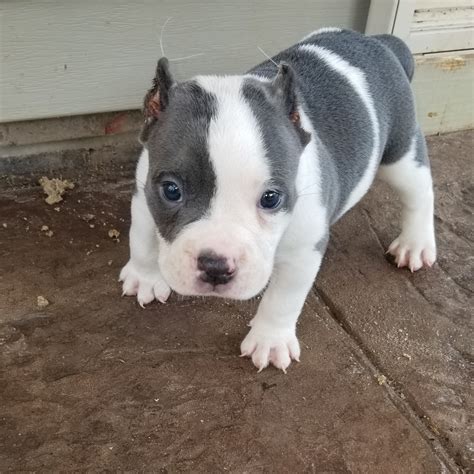 American Bully Puppies For Sale | Raleigh, NC #283263