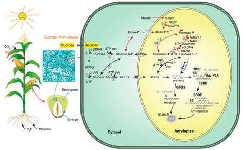 IJMS | Free Full-Text | Genetic Engineering of Starch Biosynthesis in ...