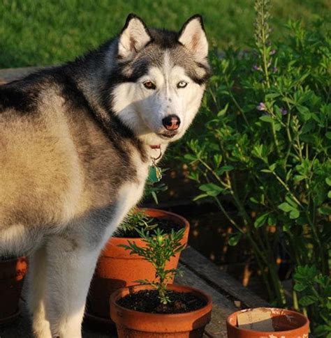 Overweight Husky - Husky Health & Diet - Husky Owners - The Siberian ...