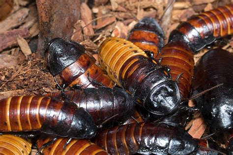 Madagascar Hissing Cockroach - South Carolina Aquarium