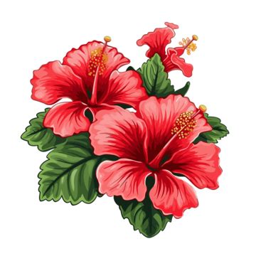 Hibiscus Clipart Red Hibiscus Flowers On White Background Vector ...