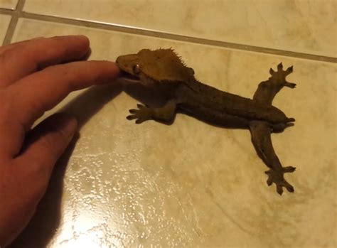 Crested Gecko Bites: Does It Hurt and How To Tame A Crestie