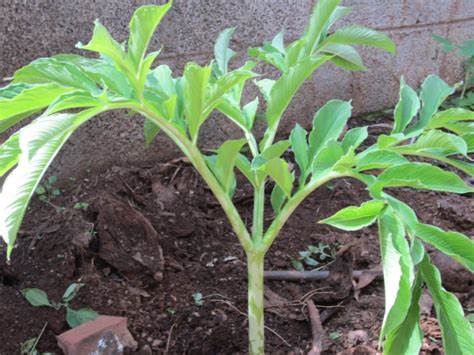 Sox-Agro: NIGERIA: BETTER WAYS TO FARM YAM – RESEARCHER