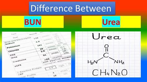 Difference Between Blood urea nitrogen test BUN and Blood Urea - YouTube