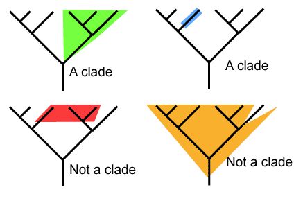 What are some examples of cladistics? + Example