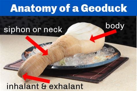 Geoduck Sashimi - Simple Recipe + Fun Facts