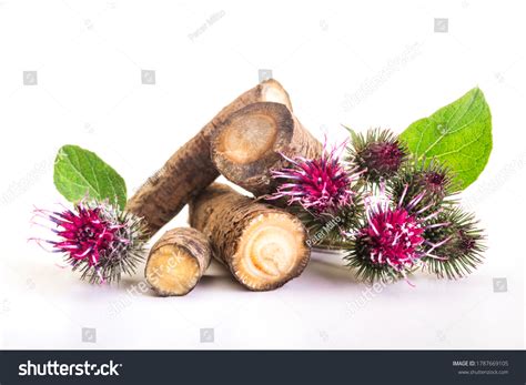 Burdock Images, Stock Photos & Vectors | Shutterstock