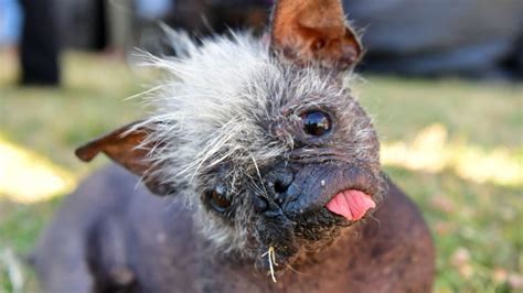 Meet Mr. Happy Face, the World's Ugliest Dog with the 'sweetest soul ...