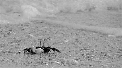 Black and White Ghost Crab Photograph by Frankie Bradshaw