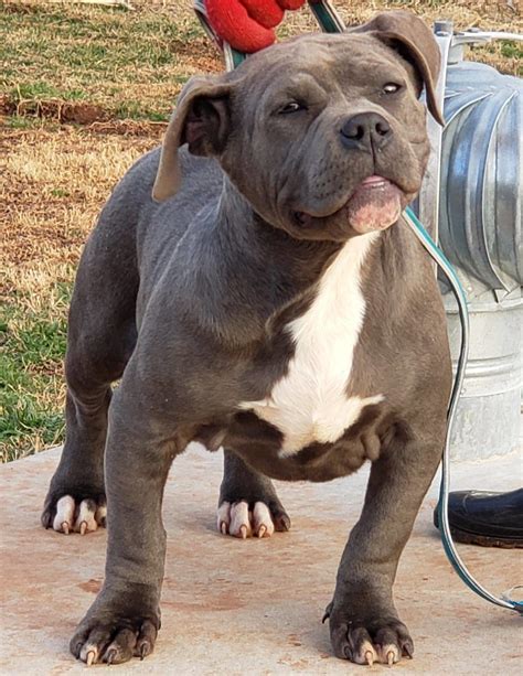 XL AMERICAN BULLY PUPPIES FOR SALE Archives - Mugleston Farms – The ...