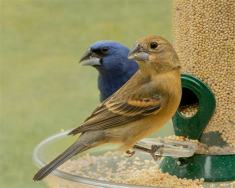 Blue Grosbeak - FeederWatch