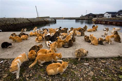 Tashirojima, Japan, Also Known As Cat Island