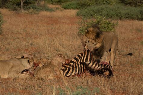 Lion dynamics on a zebra kill | Journal | Tswalu Kalahari